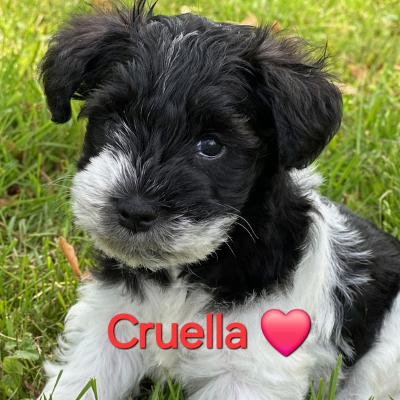 Meet your Posher, Alix - Picture 8 of 11